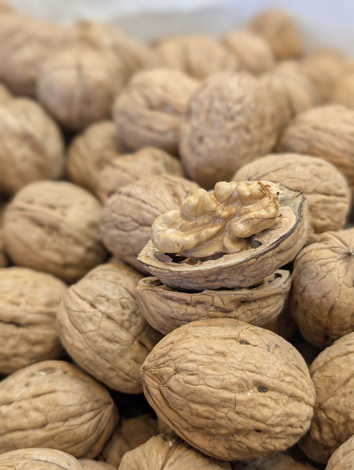 Salamat Walnut with shell
گردو با پوست