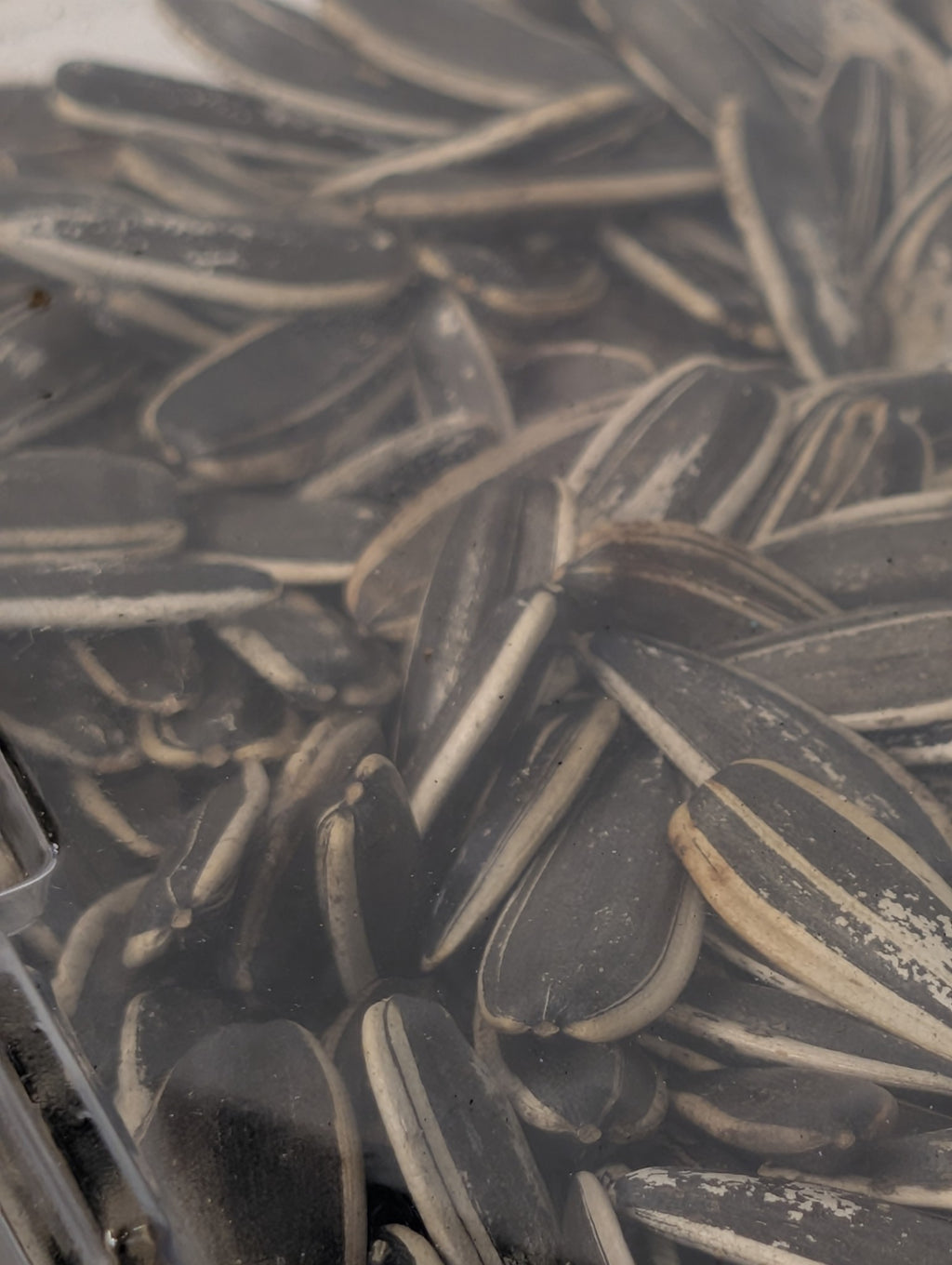 Salamat Sunflower seeds
تخمه آفتابگردان